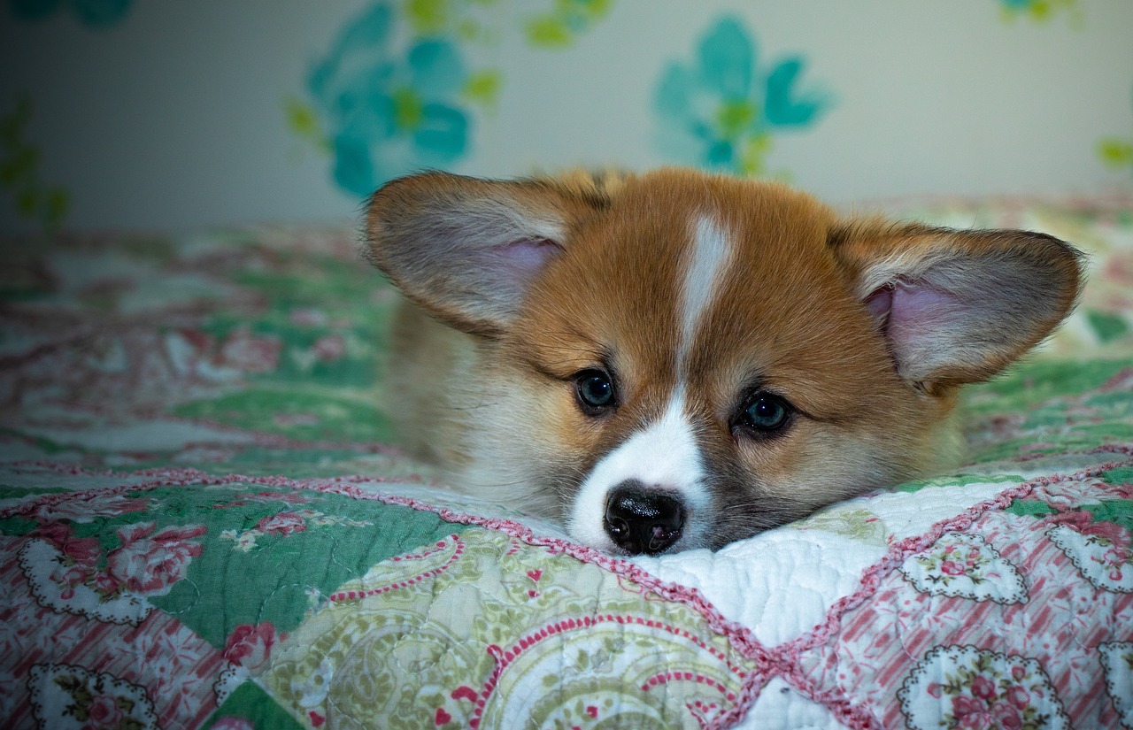 Cricbet99 Bonus Review: Unlocking the Full Potential of the Cricbet99 Welcome Bonus for Sports Bettors